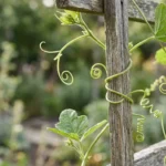 Synonyms of Tendrils